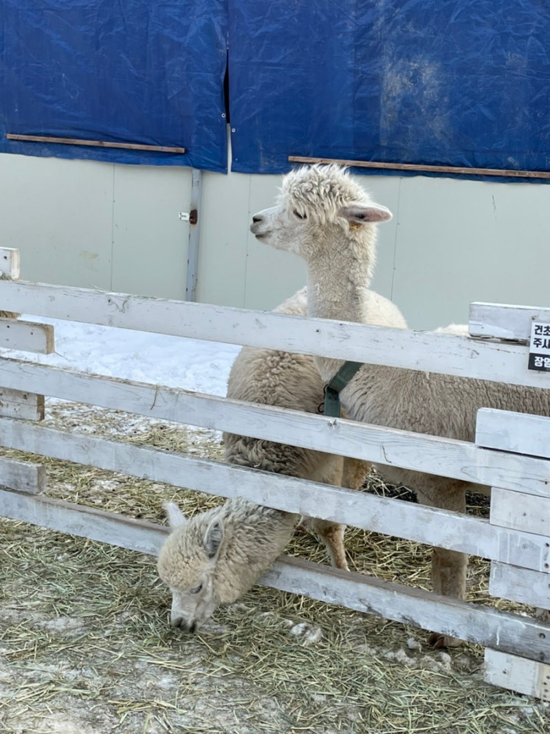 가평양떼목장 건초체험 \u0026카페 겨울 방문 후기 : 알파카 귀여워 : 네이버 블로그, image size:800x1067