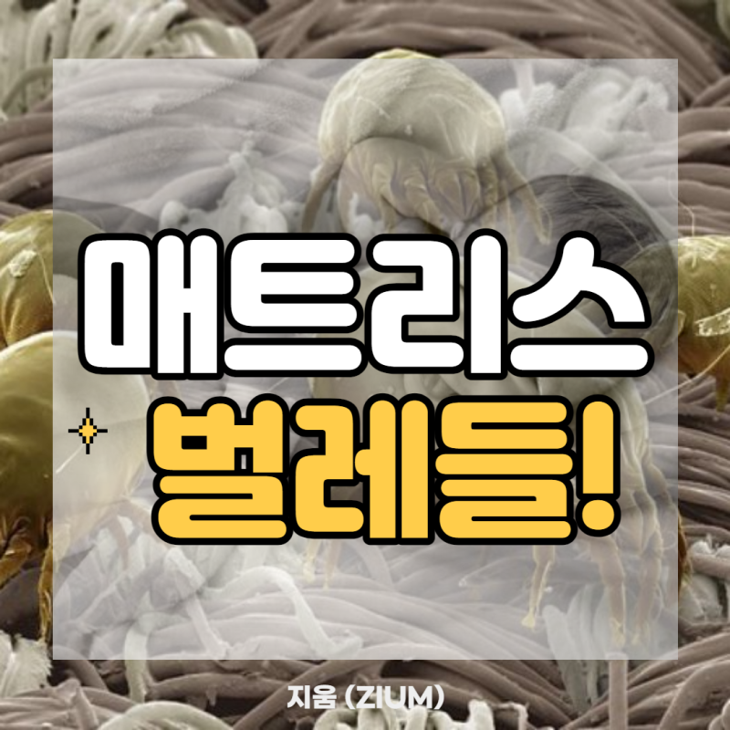 침대 매트리스에 진드기만 있다고? 좀벌레, 권연벌레 조심! : 네이버 블로그 침대 매트리스에 진드기만 있다고? 좀벌레, 권연벌레 조심! : 네이버 블로그