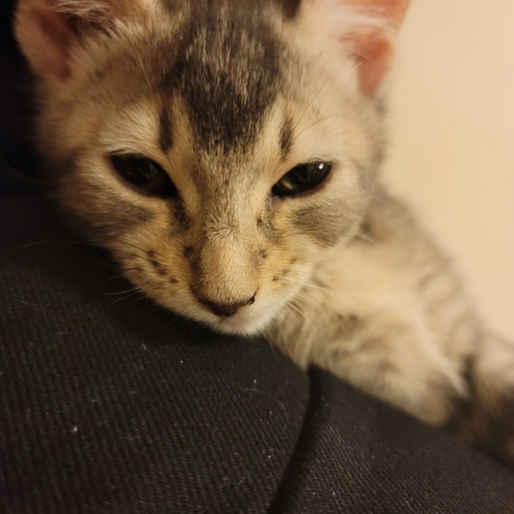  고양이 혼자 두면 외로움 분리불안 스트레스 받아요