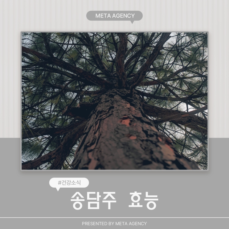  송담주 효능 6가지, 만드는 방법과 부작용까지