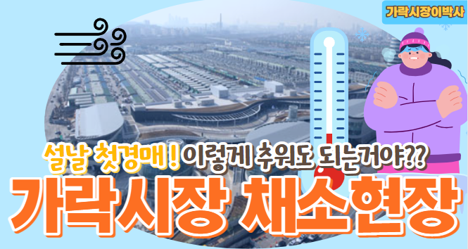  [경매사 현장보고] 한파가 몰아친 설 명절 이후 가락시장 채소현장을 가봅시다!
