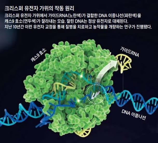  [똑똑 과학용어] 크리스퍼 유전자 가위