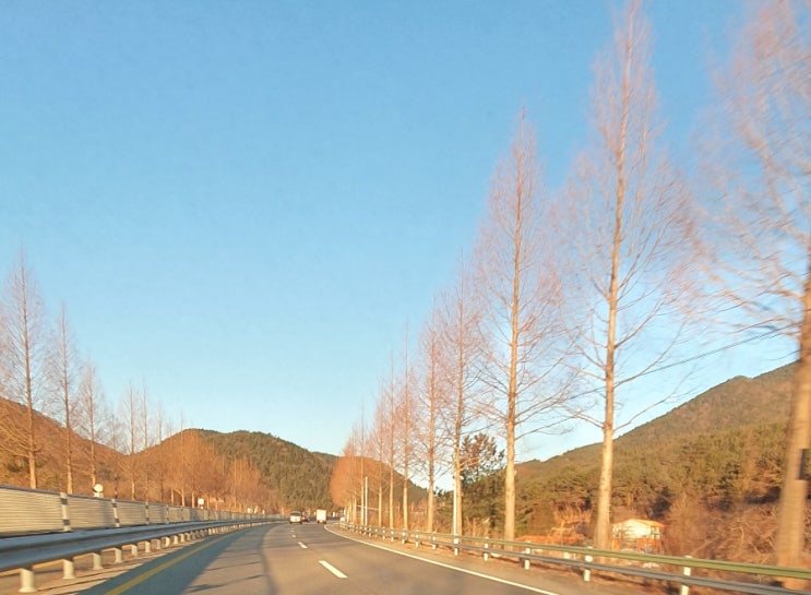  가로수  -  화수필