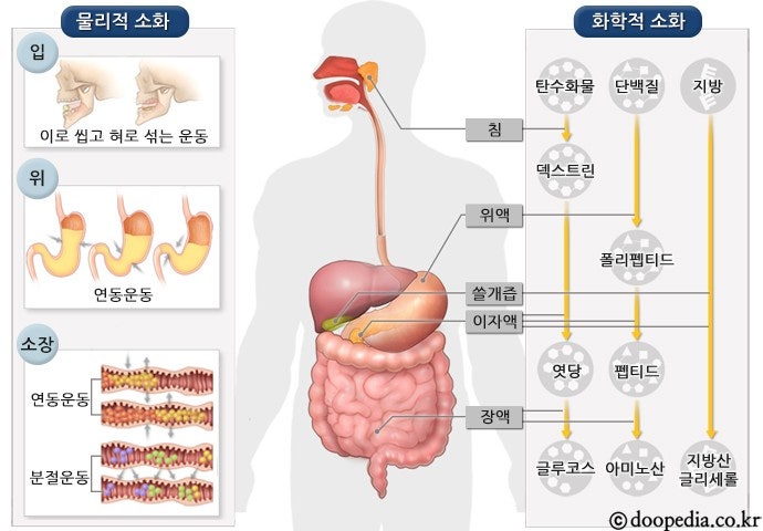 아밀레이스 녹말분해 효소 아이오딘반응 침 소화 과학실험 : 네이버 블로그