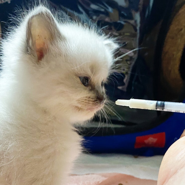  아기 고양이 키우기 팁, KMR 분유 먹이기 실패 시 강제급여 방법