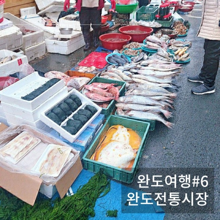 [완도 전통시장/수산시장] 5일장 돔회 생선 구매