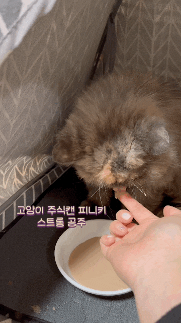  고양이 습식사료 피니키 노령묘 기호성 좋은 고양이 주식캔 치킨무스 이유식 추천