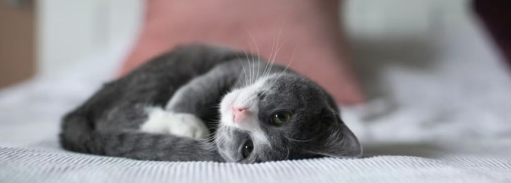 고양이 IBD, 만성 구토와 설사를 유발하는 염증성장질환
