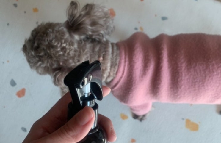 강아지 긁는 이유 가려움증에 도움 받은 OOO 미스트