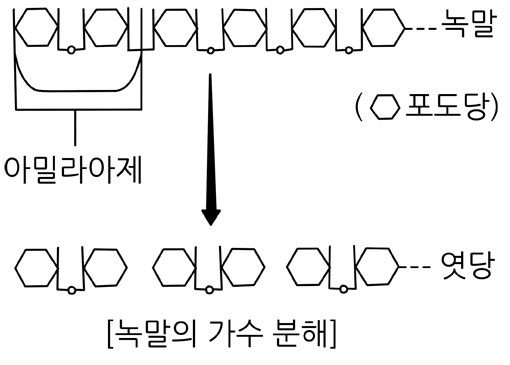 아밀레이스 녹말분해 효소 아이오딘반응 침 소화 과학실험 : 네이버 블로그