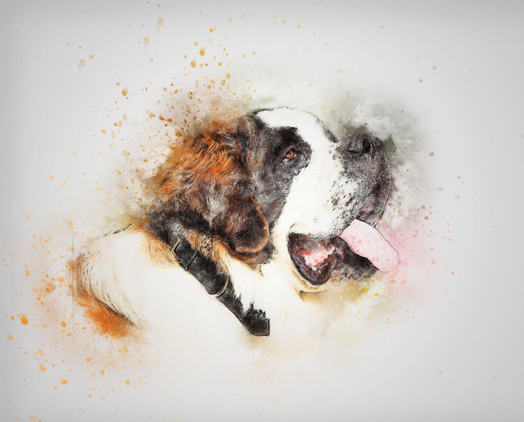  [강아지종류] #18 세인트 버나드(Saint Bernard) 정보 / 구조견