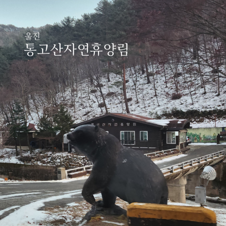  통고산 자연휴양림/경북 국립 휴양림/휴양관 느티나무방