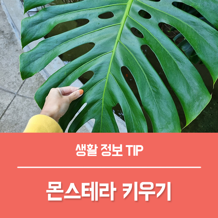  몬스테라 꽃말 화분 키우기, 몬스테라 햇빛 열매 온도 물주기 분갈이 노란잎 가지치기 수경재배 독성 총정리!