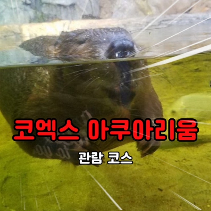 서울 아이와 가볼만한곳: 코엑스 아쿠아리움(+ 관람코스 / 운영시간)
