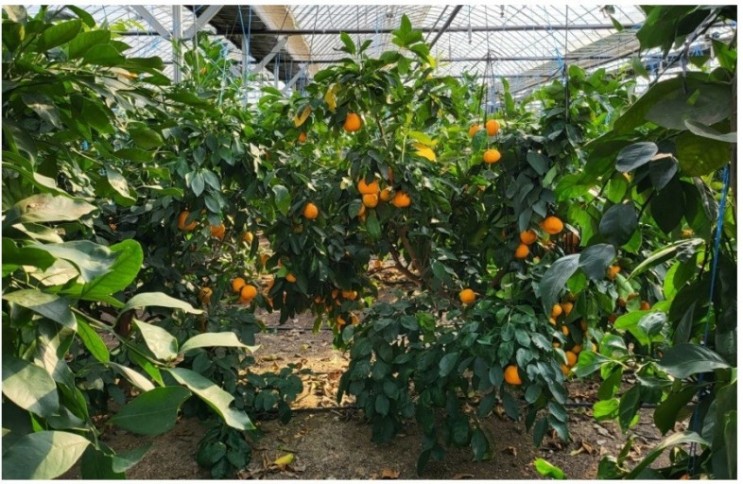 [ 지구온난화 ] 기후 변화 제주도 감귤이 경기도 광주에서 재배, 체험농장도 인기 팔당애감귤