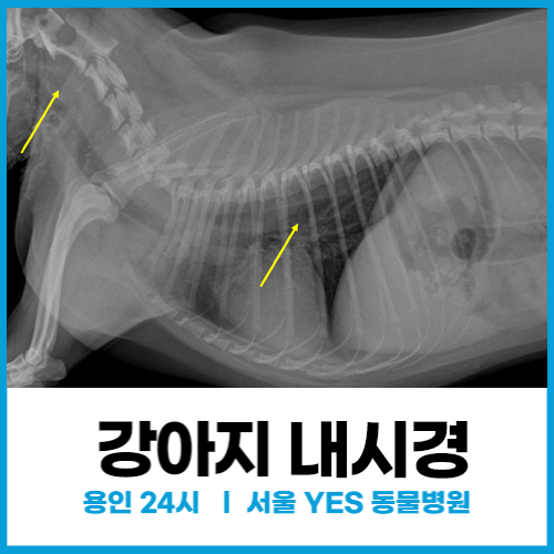  강아지내시경, 갈비뼈 먹고 걸렸을 때, 이물질 삼켰을 때 응급수술 치료사례(24시 분당, 용인동물병원)