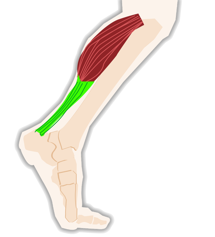 종아리 근육 뭉침 or 종아리쥐 나는 이유 : 족저굴곡(Dorsiflexion)과 장모지굴근-장지굴근 긴장