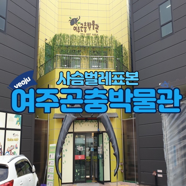  사슴벌레표본 여주곤충박물관