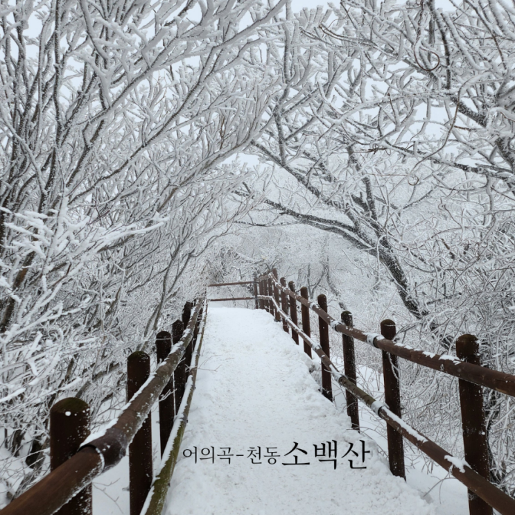  소백산 비로봉 눈꽃산행/어의곡으로 올라 천동으로 하산하는 소백산 등산코스