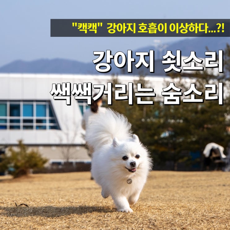  강아지 쇳소리 쌕쌕 숨소리 원인