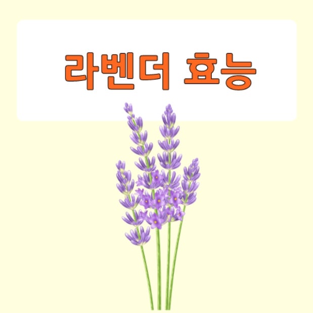라벤더 효능 라벤더차효능 함께 알아봐요 : 네이버 블로그