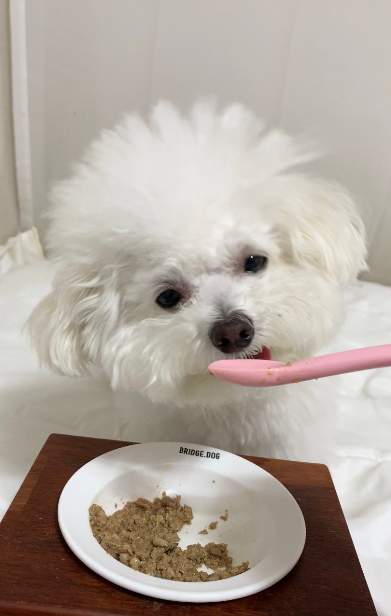 강아지 화식 자연식 특식 추천 레이앤이본 닭고기