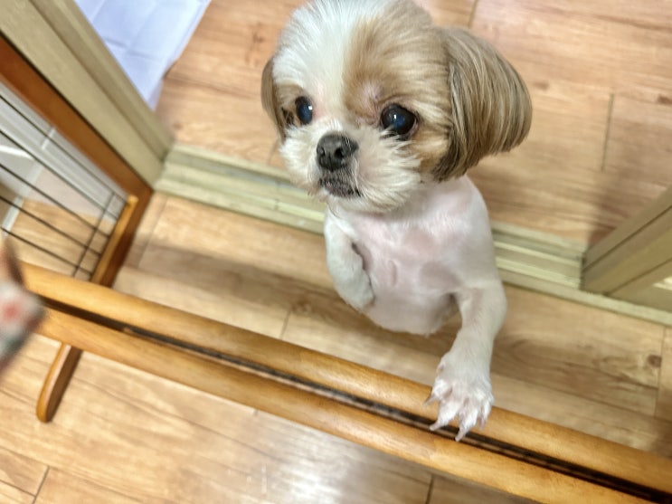  튼튼하고 안전한 원목 강아지 울타리, 릿첼 강아지안전문