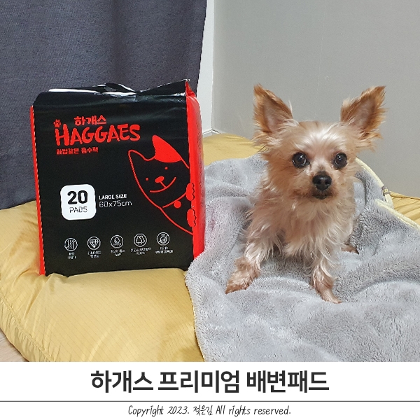 펫찐 하개스 강아지배변패드 흡수력 굿굿 펫찐 하개스 강아지배변패드 흡수력 굿굿