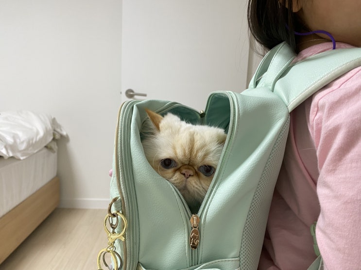  아침형 고양이