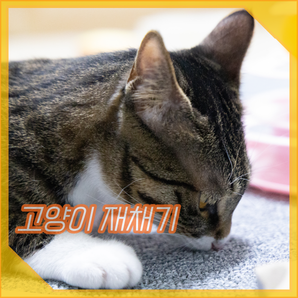  고양이 재채기 콧물 증상, 원인은 감기? 대처 방법