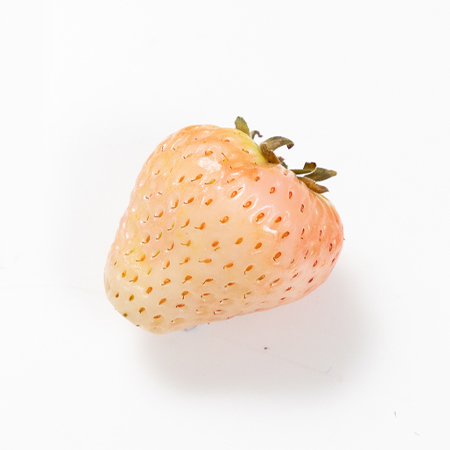 [국산 딸기 품종] 알고 먹으면 더 맛있는 겨울철 인기 딸기 품종 설향,킹스베리,하얀딸기, 맛있는 딸기 디저트