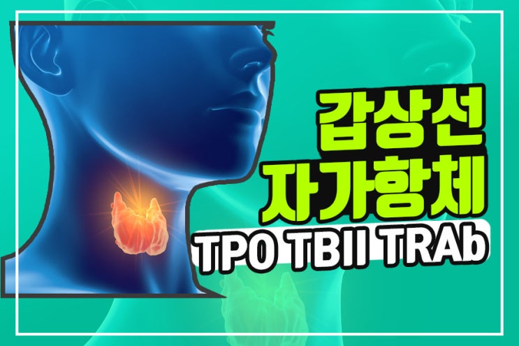 갑상선 자가항체 검사 의미 (TPO Ab, TRAb, TBII, Tg ab)