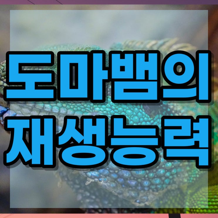  초등과학 도마뱀 도룡뇽의 조직재생능력의 원리