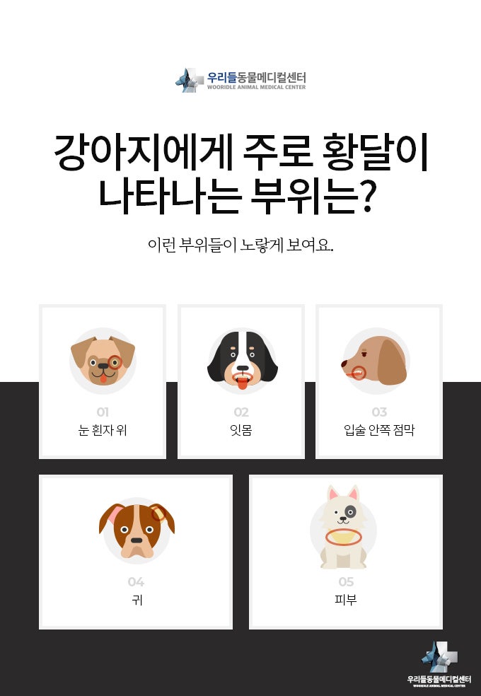 노령견에게 특별한 증상 없이 다가오는