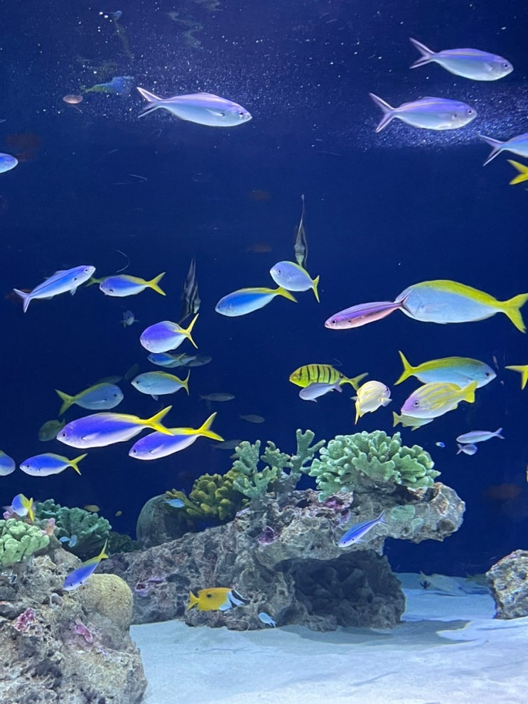  [일본/후쿠오카] 아쿠아리움 마린월드 우미노나카미치(Marine World umino-nakamichi) 가는법, 식당