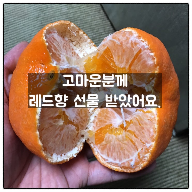  고마운분께 레드향 선물을 받았어요