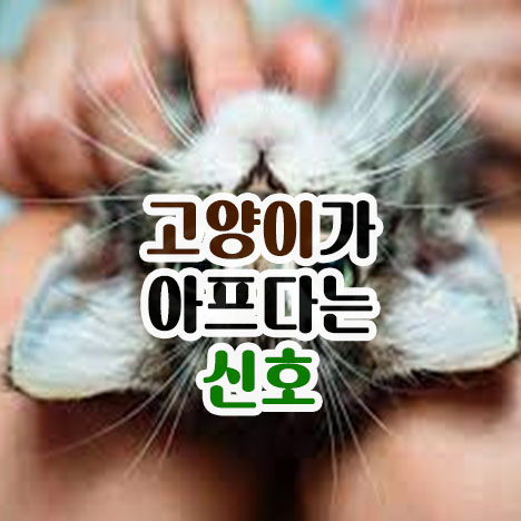  고양이가 아프다는 신호