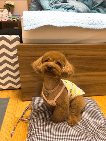 푸들 종류 크기별로 달라요 미디엄푸들 , 미니푸들 푸들 종류 크기별로 달라요 미디엄푸들 , 미니푸들