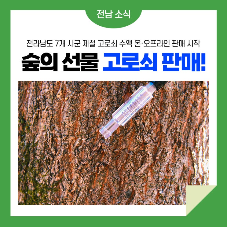 [고뢰쇠 <b>수액</b> 효능] 전라남도, 봄 숲의 선물 <b>고로쇠</b> 채취·판매... 