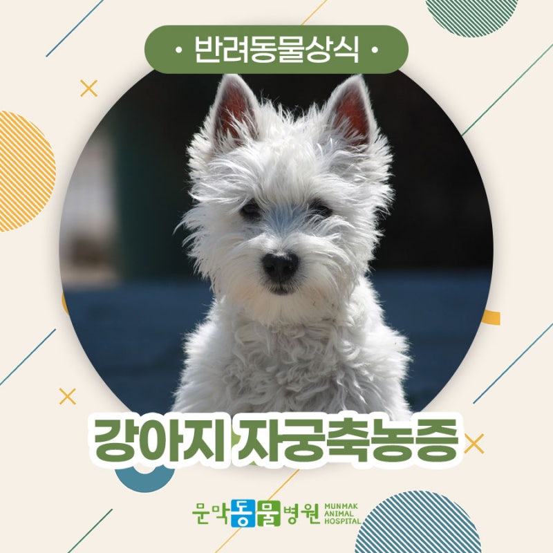 강아지 자궁축농증 증상, 원인, 수술 : 구토 설사, 생식기 핥음, 배볼록 강원도 원주 문막 동물병원