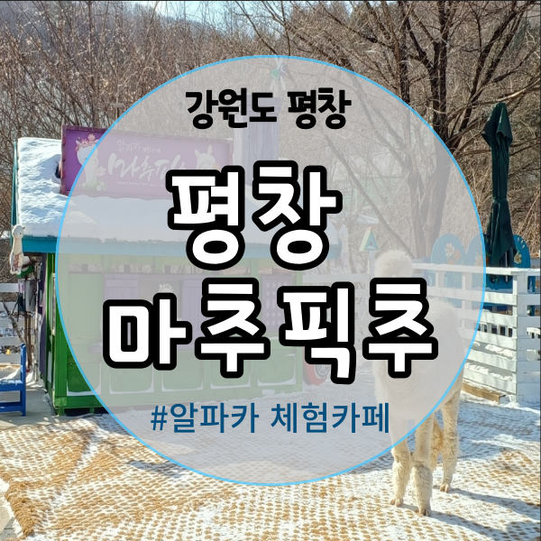  평창 마추픽추 알파카 체험카페