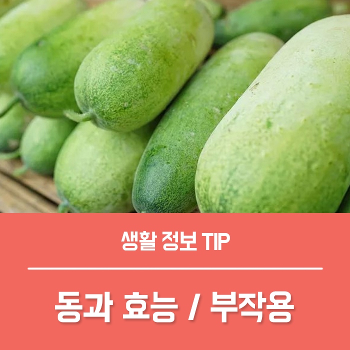  동과 효능 5가지, 동과 칼로리 부작용까지