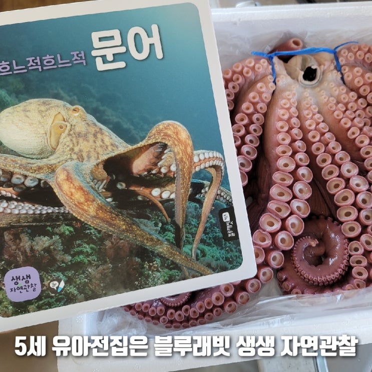 5세 유아전집 추천! 블루래빗 생생 자연관찰, 바다 동물에 푹 빠졌어요~
