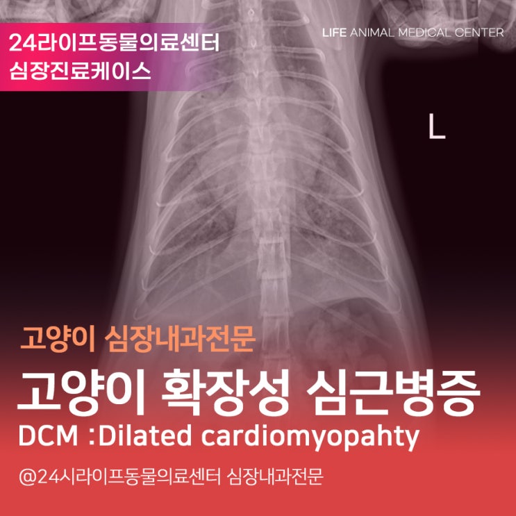 대구 심장 동물병원 : 고양이 심장병 폐수종 응급진료 문경에서  대구로