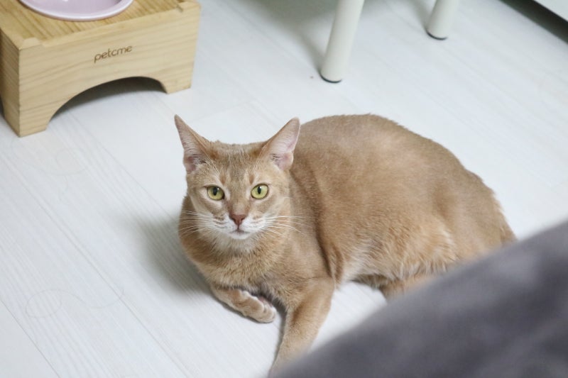 아비시니안 아비니시안 고양이 종류 블루 루디 쏘렐 폰 털 빠짐 성격 등에 대한 고찰 : 네이버 블로그
