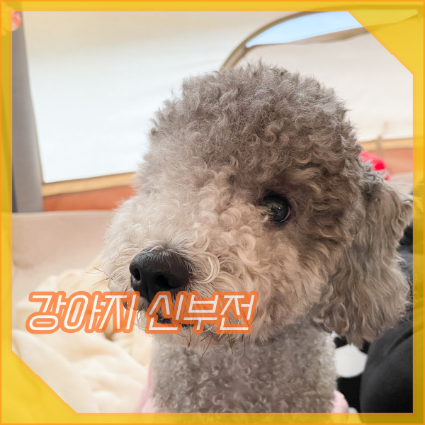  강아지 신부전 증상, 급성, 만성, 신장에 나타나는 원인