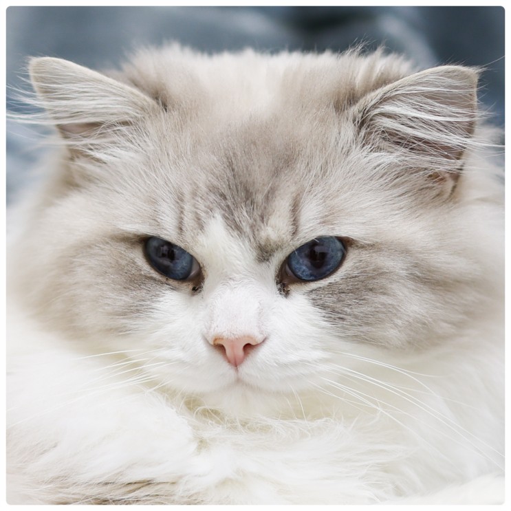 랙돌 포토 이미지로 알아보는 렉돌 특징, 귀여운 고양이 얼빡 모음