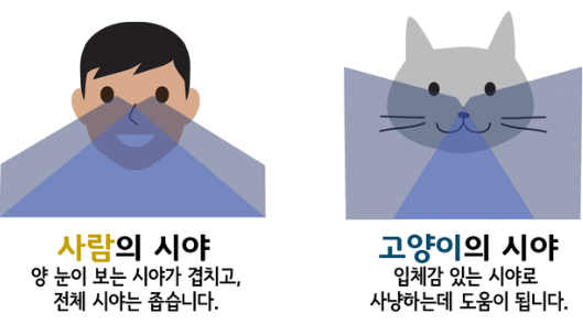 고양이도 개처럼 색맹인가요