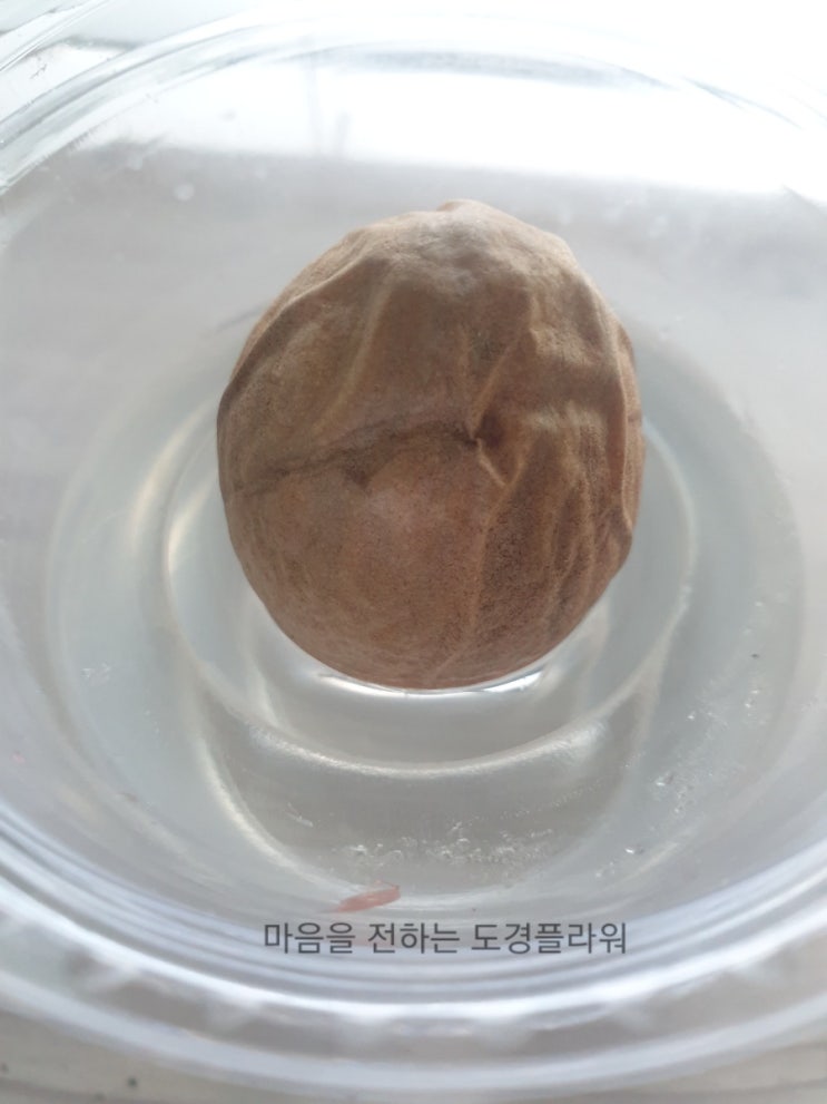  아보카도 씨앗 발아하기 1주일 후 일지