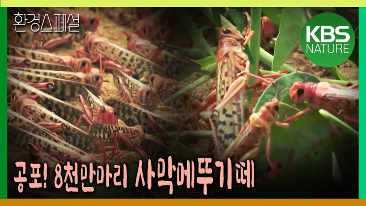 공포의 사막메뚜기떼 8천만마리! 순식간에 3만명분 식량을 먹어치운다 공포의 사막메뚜기떼 8천만마리! 순식간에 3만명분 식량을 먹어치운다